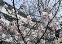 いつも見てます！　励みのお言葉ありがとうございます