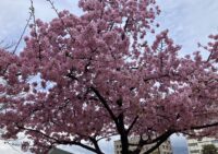 お花見レクレーション