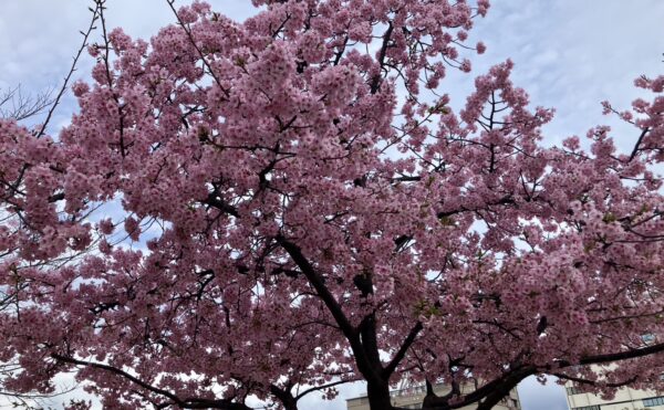 お花見レクレーション