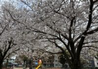 桜満開　新年度スタート