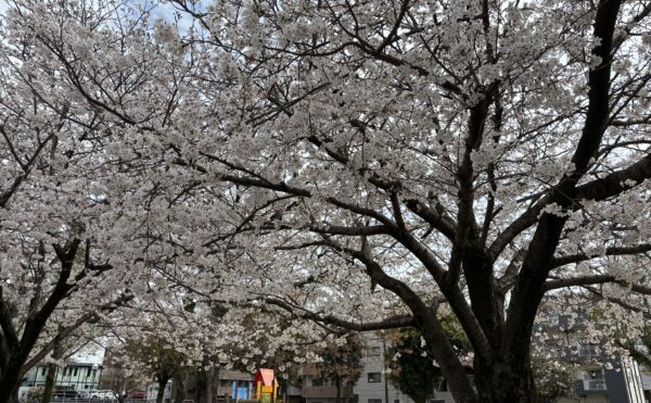 桜満開　新年度スタート