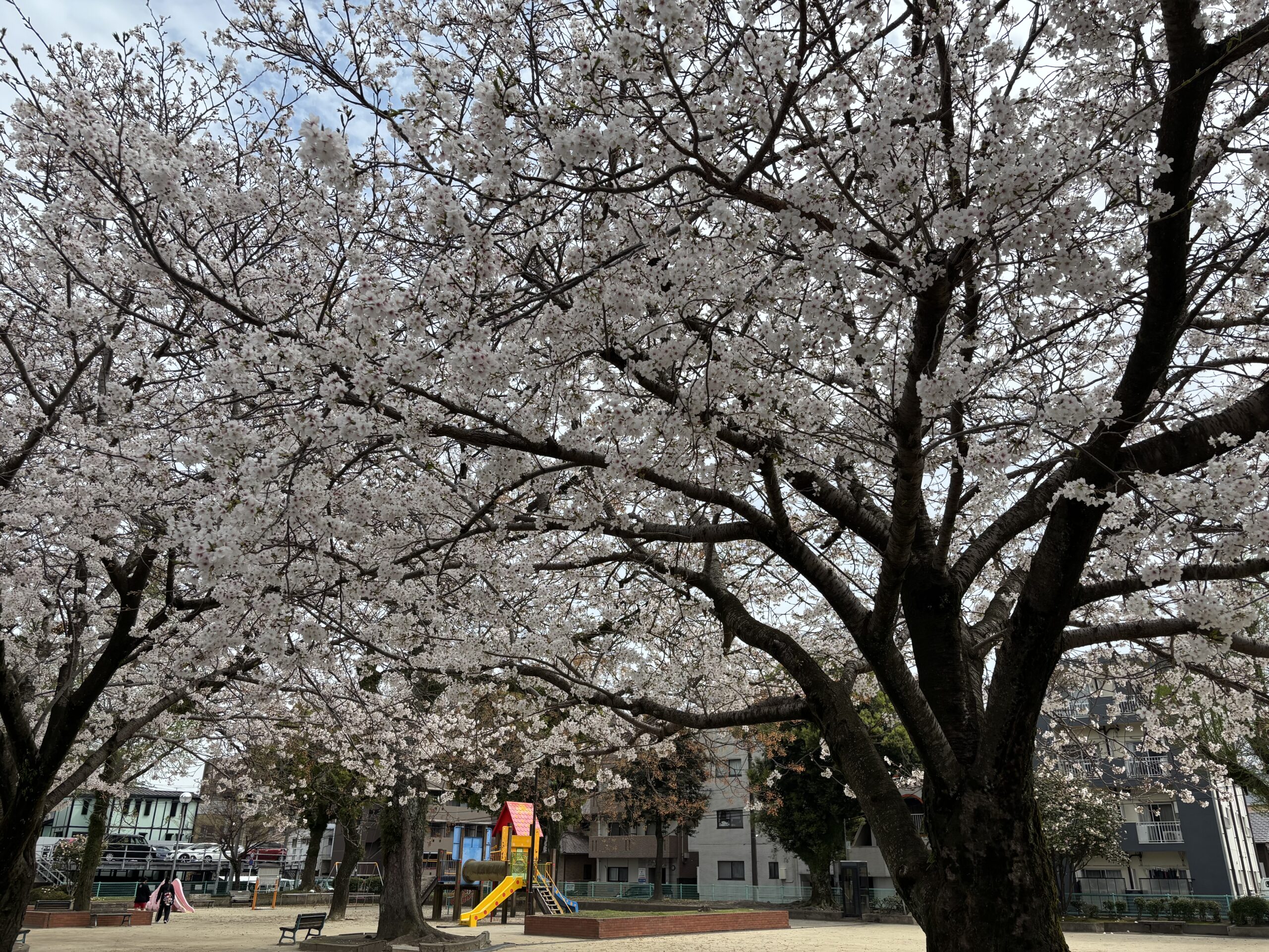 桜満開　新年度スタート